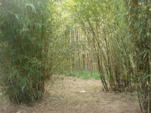 蘆溪自來(lái)水廠綠化工程